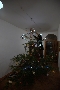 Preparativo albero